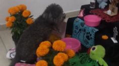 VIDEO: perrito rompe llanto al ver en el altar de Día de Muertos una fotografía de su mamá perruna