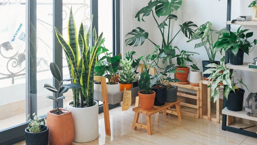 Plantas en maceta: ¿Cómo cuidarlas para que vivan más y se vean bonitas?