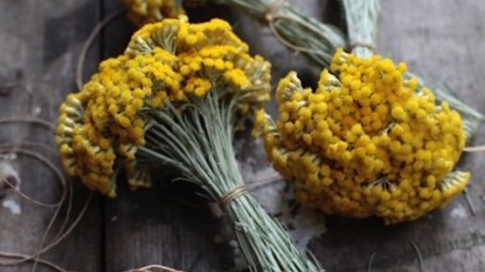 Estas plantas no sólo lucirán hermosas, sino que también brindarán aromas espectaculares.