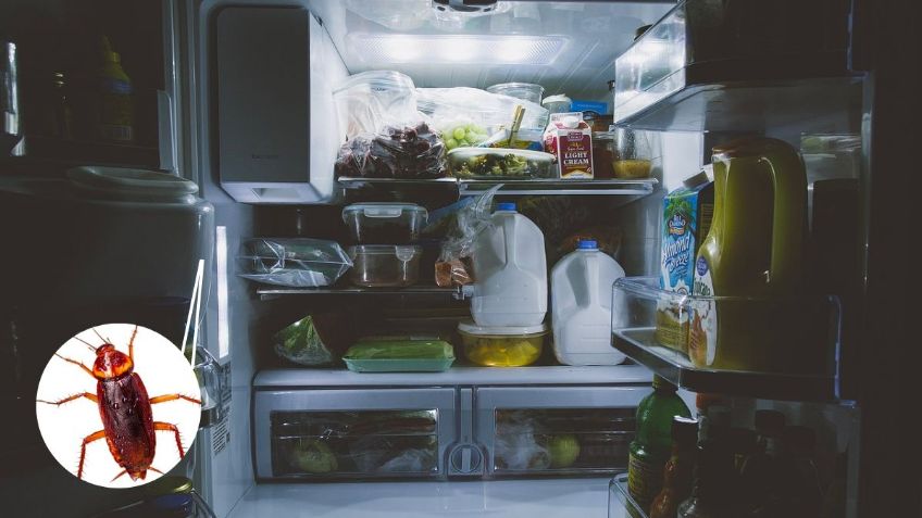 Este es el insólito lugar en el que las cucarachas se esconden en tu casa; spoiler: es muy cerca de tus alimentos