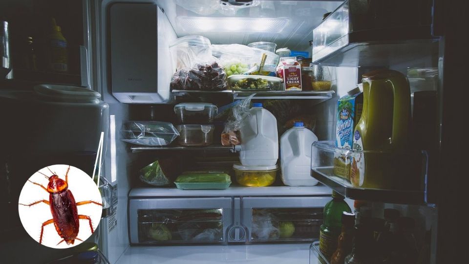 Los refrigeradores pueden ser el principal nido de estos desagradables insectos