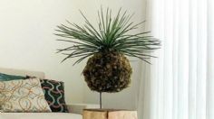 ¿Cómo hacer una kokedama? La maceta viva que está siendo tendencia en Japón por su profundo significado