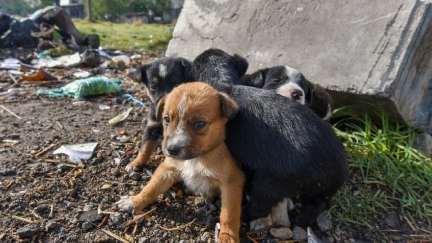 IMÁGENES FUERTES: hombre “recoge” perros callejeros y se los da de comer a sus mascotas