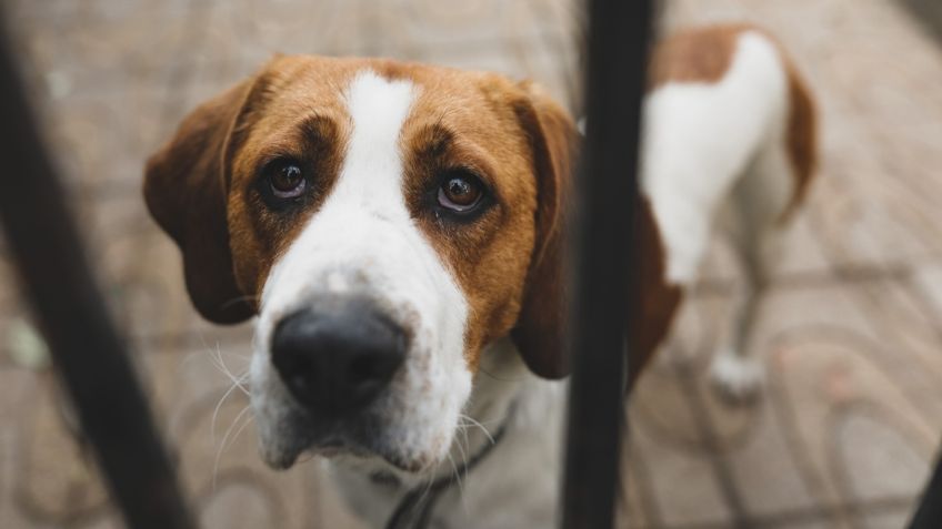 ¿Cómo saber cuando mi perro está estresado? Estas son las señales