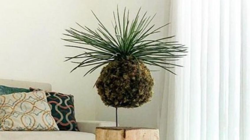 ¿Cómo hacer una kokedama? La maceta viva que está siendo tendencia en Japón por su profundo significado