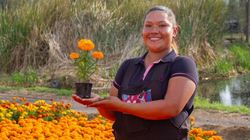 Sedema promueve compra de flor de cempasúchil en zonas de Suelo de Conservación