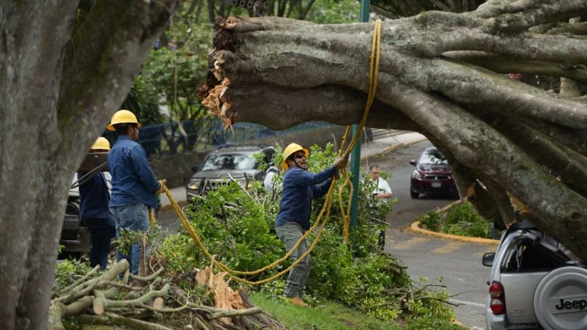 Frente Frío 8 deja caída de árboles y postes de luz en Tamaulipas, ¿qué otros estados afectará?