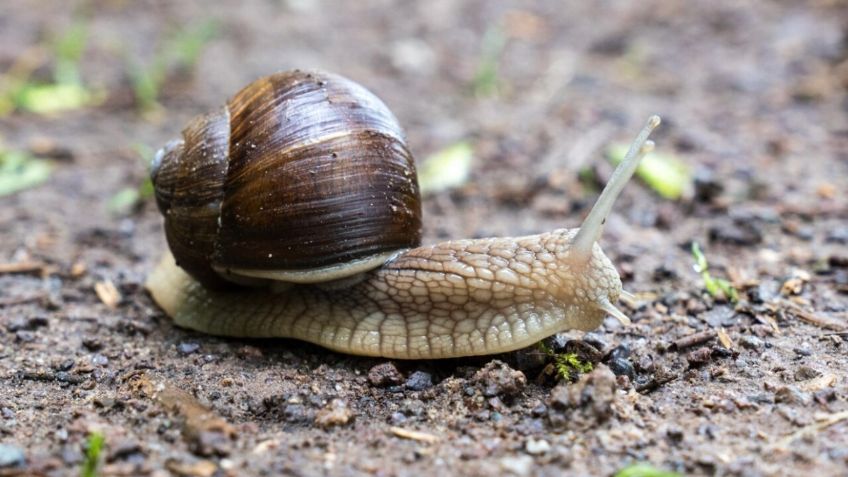 Cuál es el significado de que aparezcan caracoles en mi casa