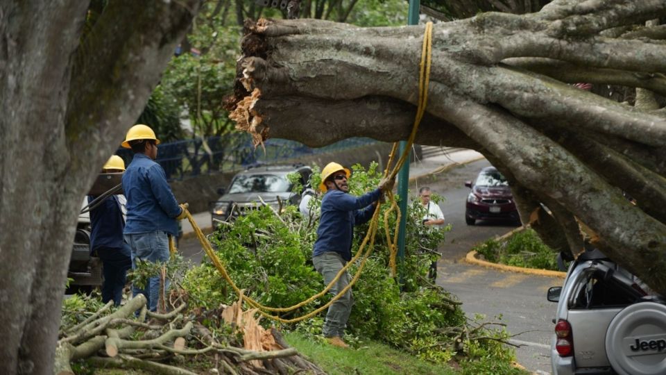 Al lugar de las afectaciones acudieron Bomberos, personal de la Comisión Federal de Electricidad y el departamento de Servicios Públicos.