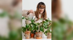 ¿Es mejor regar las plantas en la mañana o en la noche?  Así puedes prevenir la aparición de enfermedades