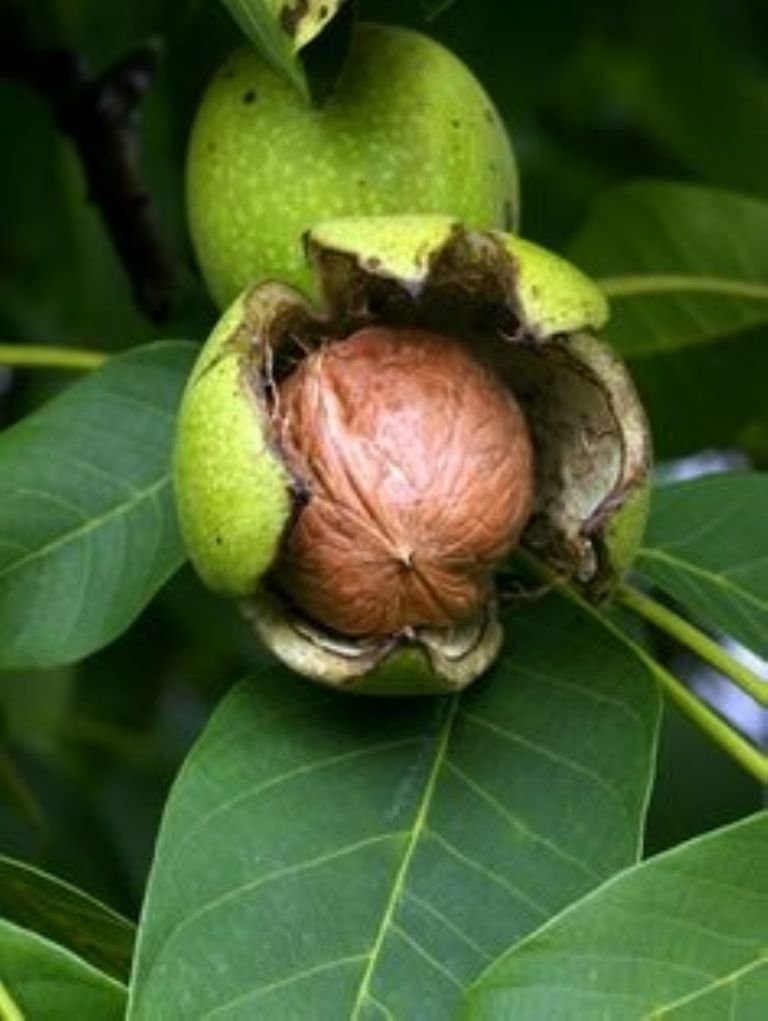 Hojas de nogal