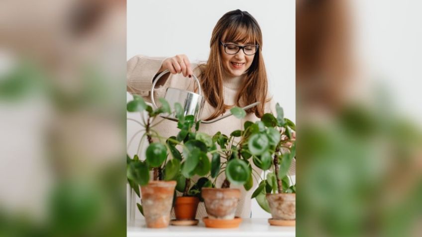 ¿Es mejor regar las plantas en la mañana o en la noche?  Así puedes prevenir la aparición de enfermedades