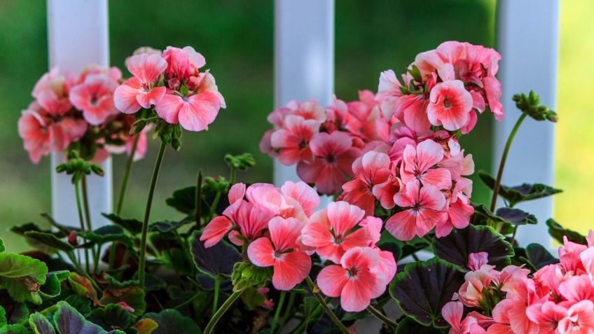 Plantas para alejar las chinches de tu hogar de manera definitiva