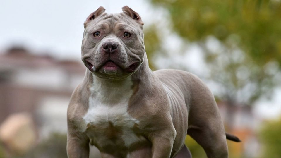 El perro, de raza American Bully XL, fue sacrificado.