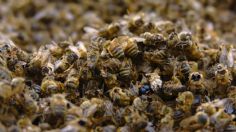 Hombre muere tras ataque de abejas en Mazatlán: cuáles son los peligros de un piquete de este insecto