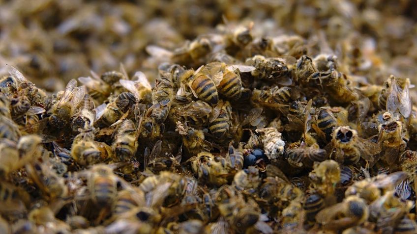 Hombre muere tras ataque de abejas en Mazatlán: cuáles son los peligros de un piquete de este insecto