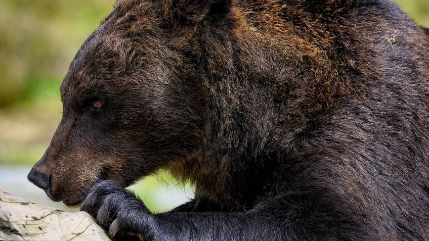 Pareja de ancianos y su perro son asesinados por un oso: previo enviaron un inquietante mensaje