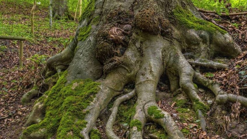 Las plantas sí pueden hablar, revela la ciencia: ¿cómo nos afectan y qué debemos hacer?