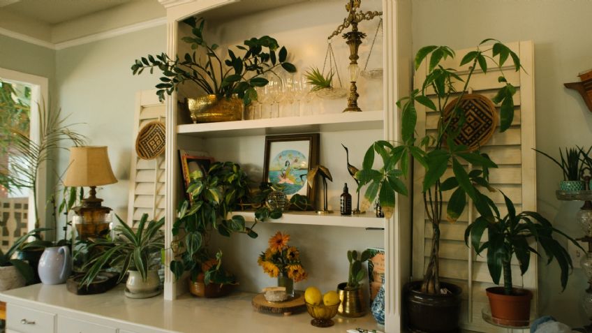 5 tips para elegir las mejores plantas para tu hogar y tengan una larga vida