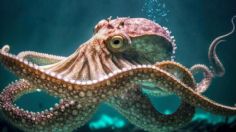 Día mundial del pulpo: cinco datos que no sabías sobre esta maravillosa especie