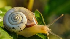 ¿Un caracol está en tu patio o dentro de tu casa? este es el verdadero significado de su llegada