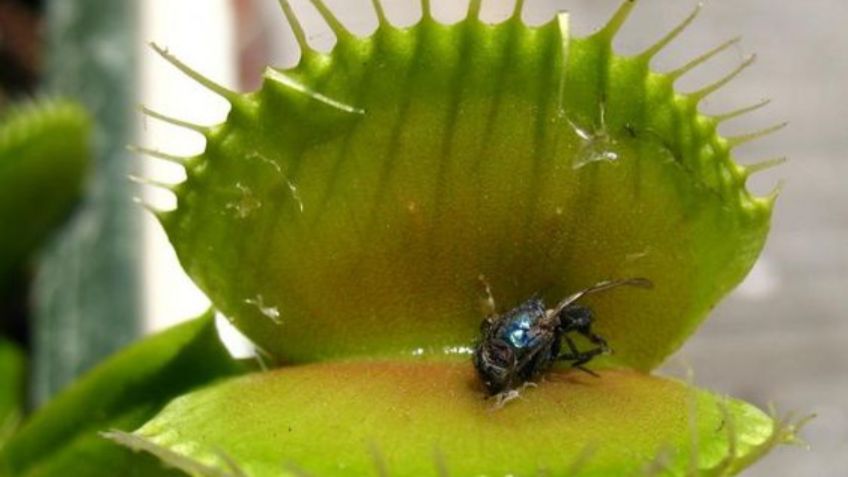 Estas son las 3 plantas carnívoras más hermosas del mundo