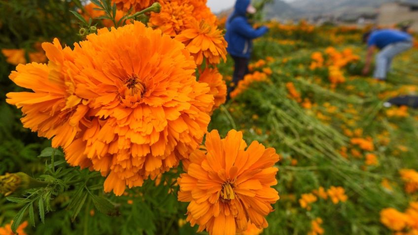 Aprovecha la flor de cempasúchil y haz una deliciosa mermelada