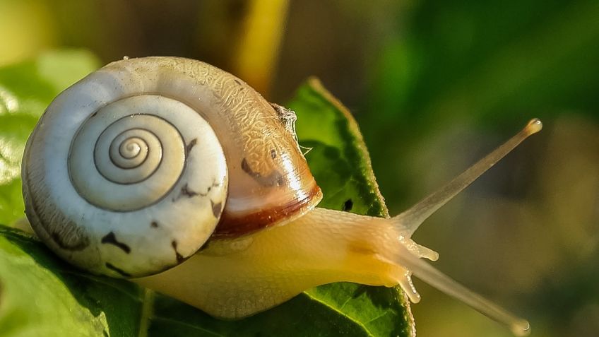 ¿Un caracol está en tu patio o dentro de tu casa? este es el verdadero significado de su llegada