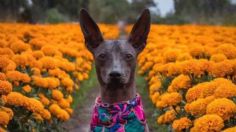 Conoce cuántos años viven la raza de perro xoloitzcuintle