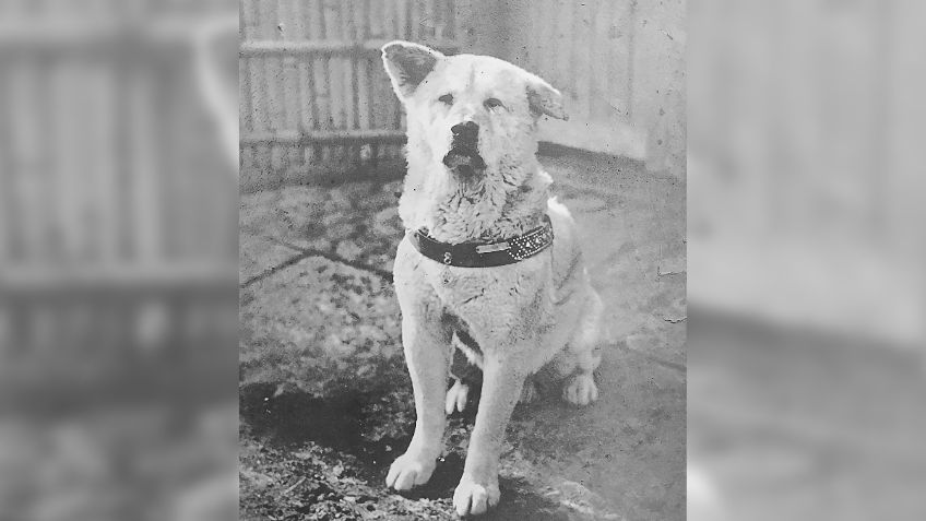 ¡Feliz cumple, Hachiko! Fiel perrito cuya historia inspiró filme clásico, cumple 100 años