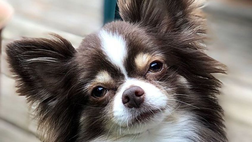 Conoce cuántos años viven la raza de perro chihuahua