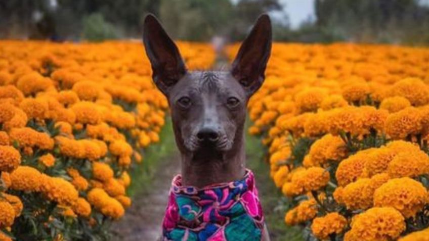 Conoce cuántos años viven la raza de perro xoloitzcuintle