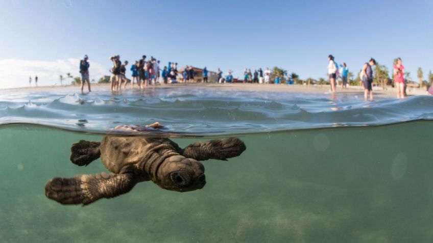 3 playas en México en donde podrás ver tortugas marinas en su hábitat natural