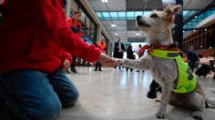 FOTOS | Despliegan “patrulla de lomitos” contra el estrés