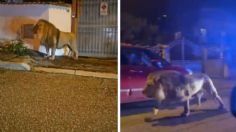 VIDEO: enorme león se escapó de un circo y atemorizó a todo un pueblo en Italia