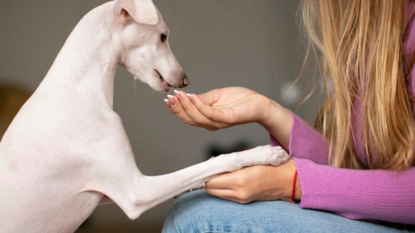 ¿Cómo enseño a mi perro a dar la pata? Con este método aprenderá en menos de 5 días