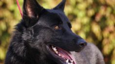 Conoce cuántos años vive la raza de perro calupoh, también conocida como lobo mexicano