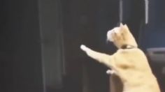 Perrito fallece y graban el momento en que gatito se habría despedido: VIDEO