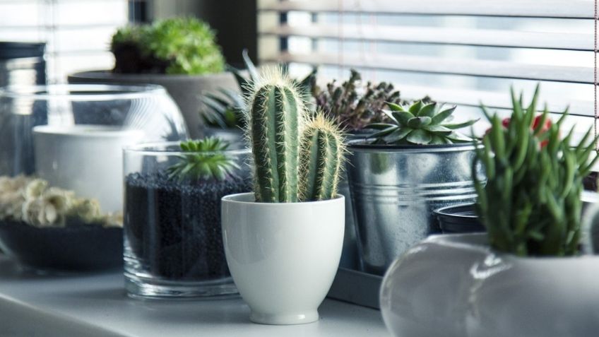 Feng shui: lugares donde debes poner los cactus para alejar las malas vibras de tu hogar