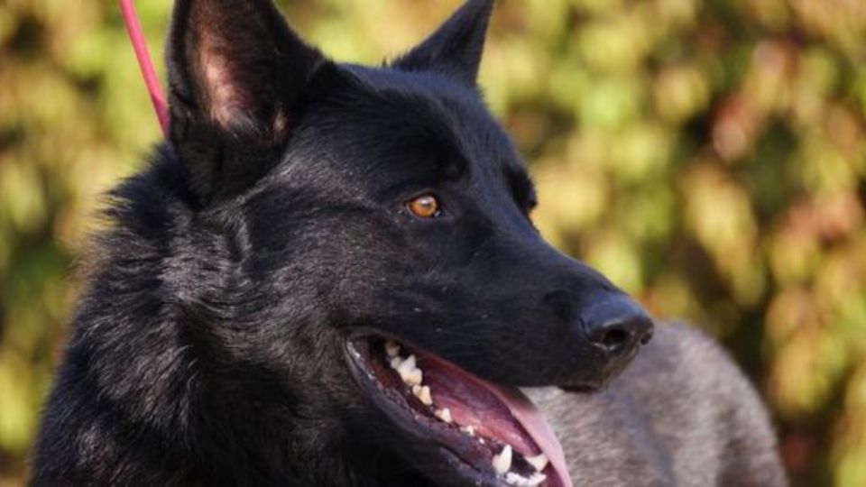 Conoce cuántos años vive la raza de perro calupoh, también conocida como lobo mexicano