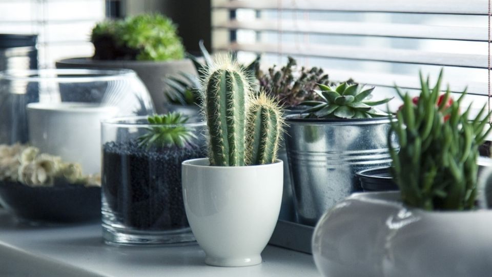 Para que los cactus alejen las malas vibras deberán estar sanos y fuertes