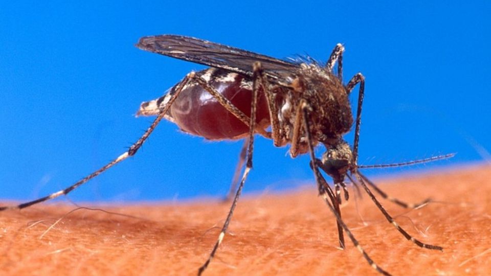 El dengue es un peligro para la salud pública