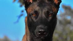 Conoce cuántos años vive la raza de perro pastor belga malinois