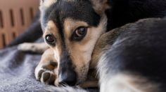 ¿Cómo hacer para que mi perro no se haga del baño en mi cama?