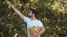 Elimina las plagas de tus árboles frutales con este sencillo remedio casero