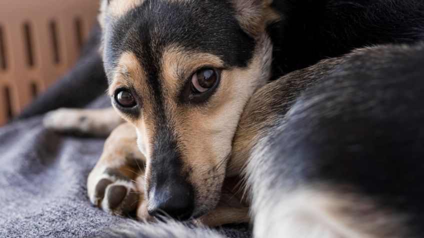 ¿Cómo hacer para que mi perro no se haga del baño en mi cama?