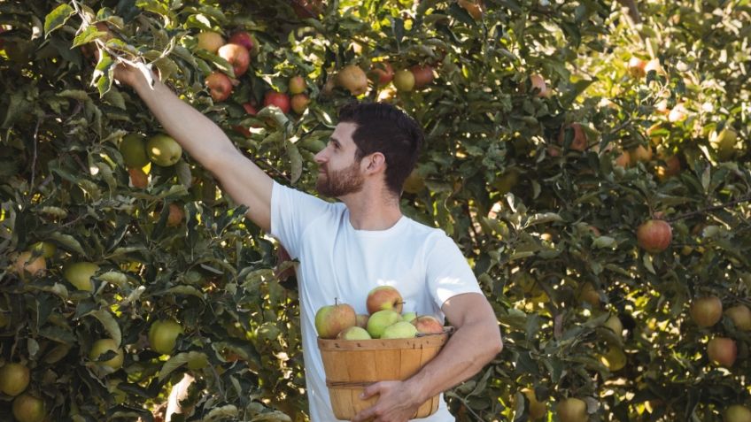 Elimina las plagas de tus árboles frutales con este sencillo remedio casero