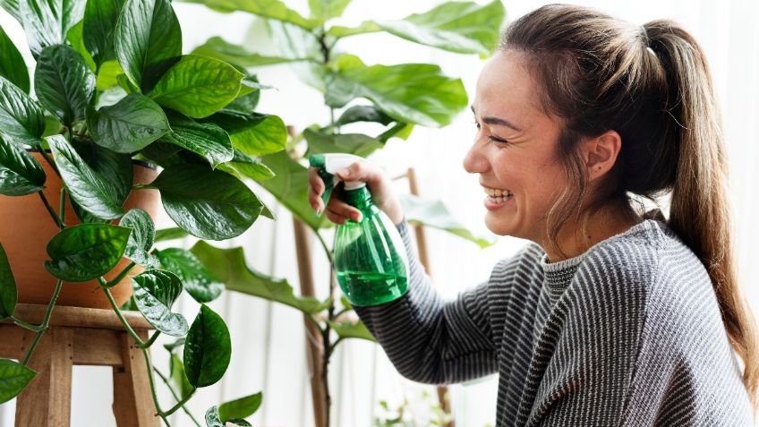 Flores y plantas: revive a tu jardín en el invierno con este suero casero