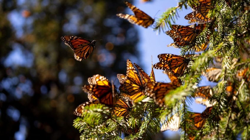 Cómo tener un jardín con mariposas: estos son los consejos que debes seguir para atraerlas