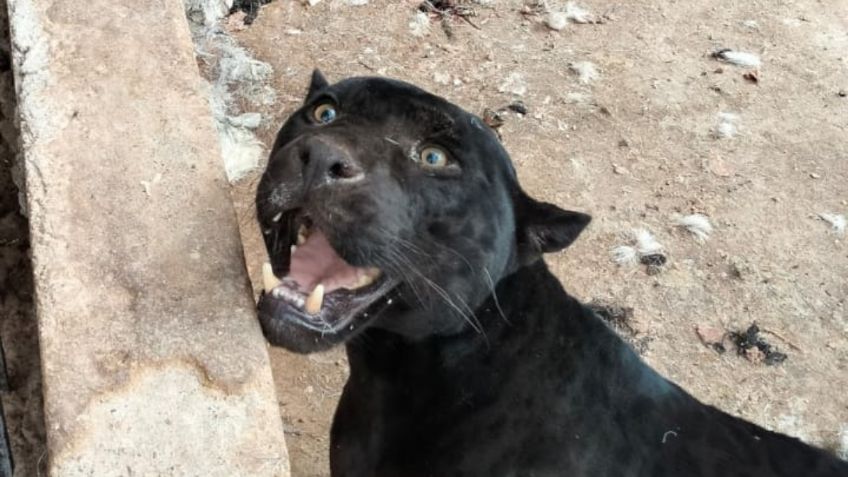 Un jaguar se abalanza contra una niña y le arranca su brazo con el hocico en un rancho de Chihuahua